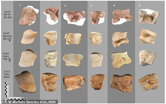 Hannibal's Elephants: Ancient Bone Discovery Confirms Legendary Alpine Crossing