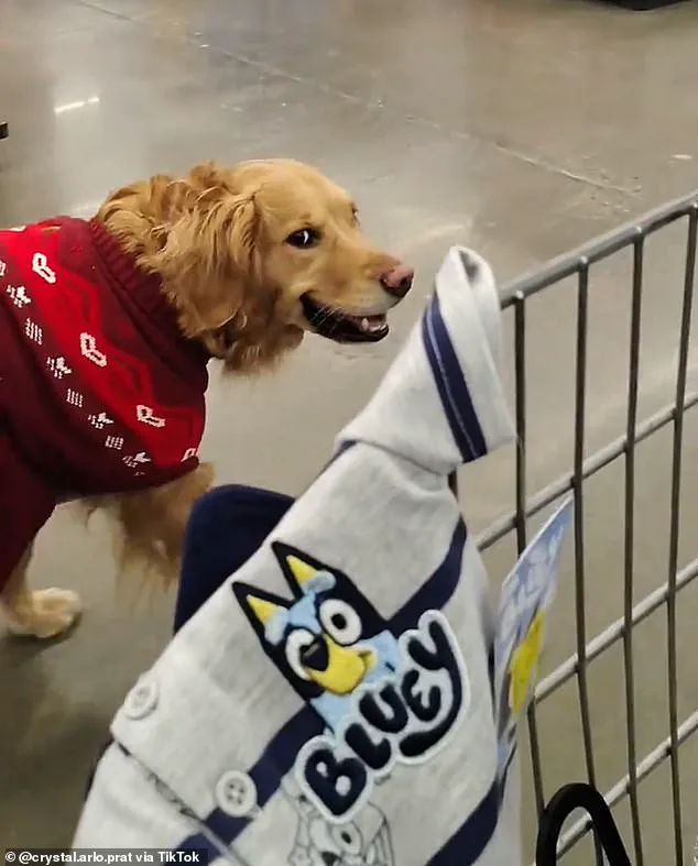 A Lifeline in Four Legs: The Unbreakable Bond Between a Woman and Her Service Dog