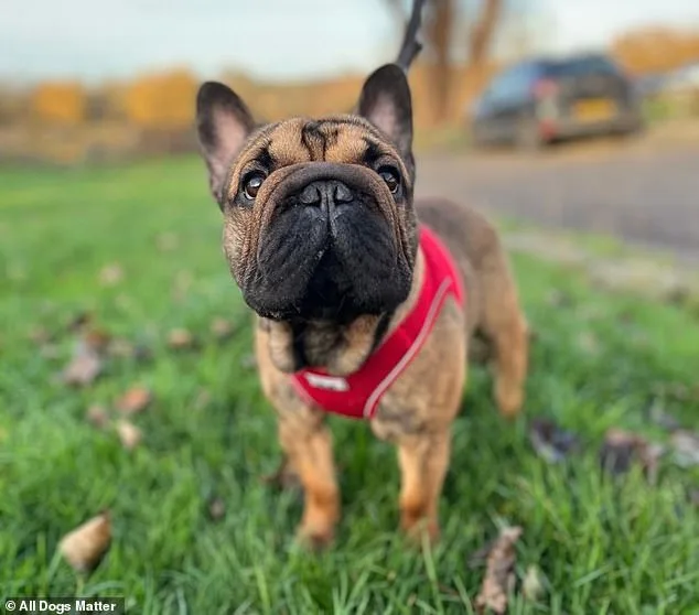 UK Dog Shelters in Crisis as Flat-Faced Breeds' Popularity Sparks Surge in Abandonments and Health Complications