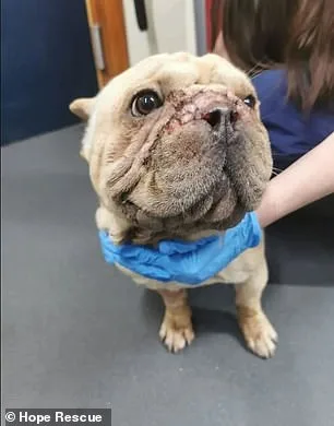 UK Dog Shelters in Crisis as Flat-Faced Breeds' Popularity Sparks Surge in Abandonments and Health Complications
