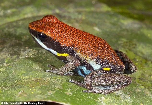 Putin Accused of Navalny's Murder Using Rare Toxin from Ecuadorian Frogs