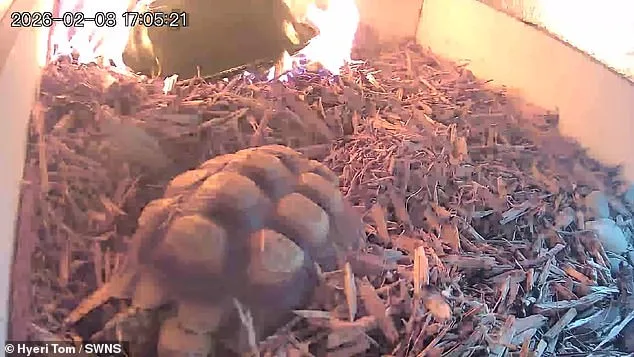 Faulty Lamp Causes Fire at UK Sanctuary: Exclusive Video Shows Leo the Tortoise's Escape