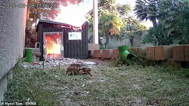 Faulty Lamp Causes Fire at UK Sanctuary: Exclusive Video Shows Leo the Tortoise's Escape