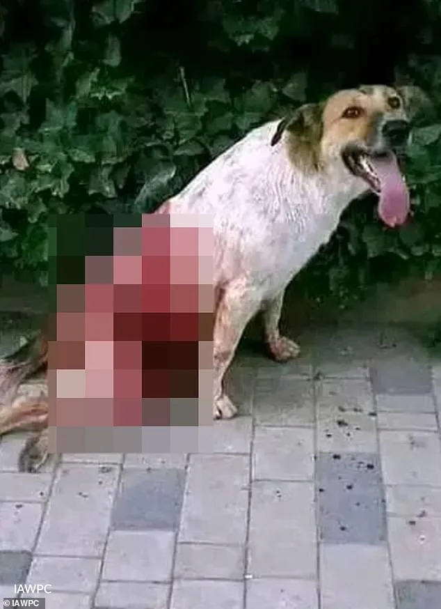 Boycott Calls Mount Over Alleged Mass Cull of Stray Dogs in Morocco Ahead of 2030 World Cup