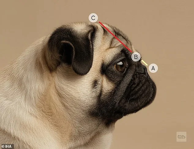 University of Cambridge Study Warns 15 Dog Breeds Face Breathing Risks from Exaggerated Facial Features