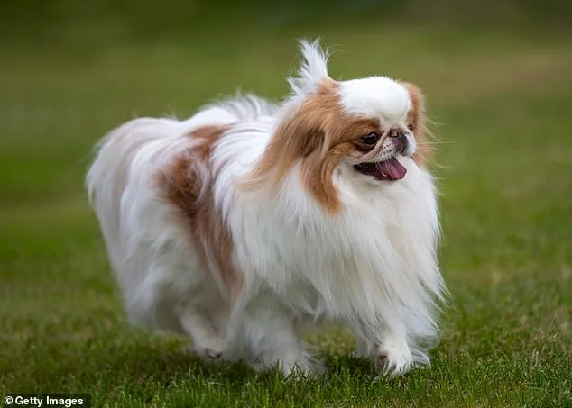 University of Cambridge Study Warns 15 Dog Breeds Face Breathing Risks from Exaggerated Facial Features