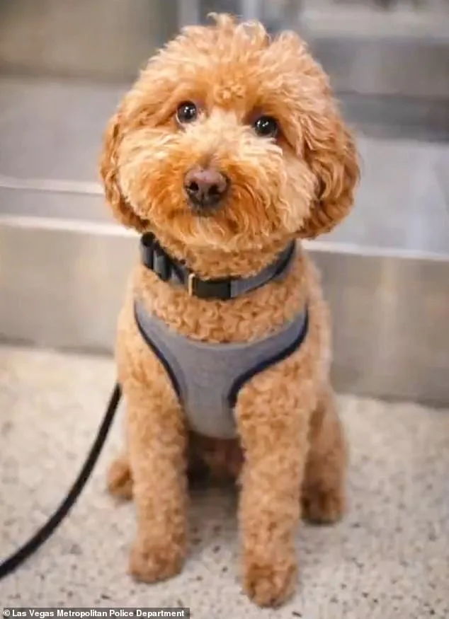 Woman Arrested After Leaving Dog at Las Vegas Airport Terminal