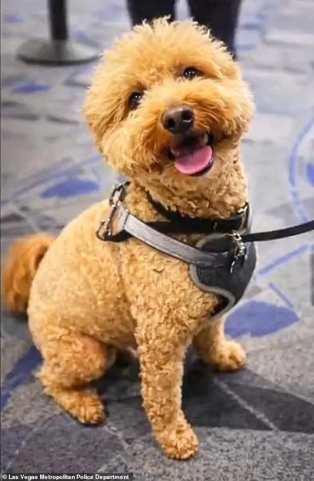 Woman Arrested After Leaving Dog at Las Vegas Airport Terminal