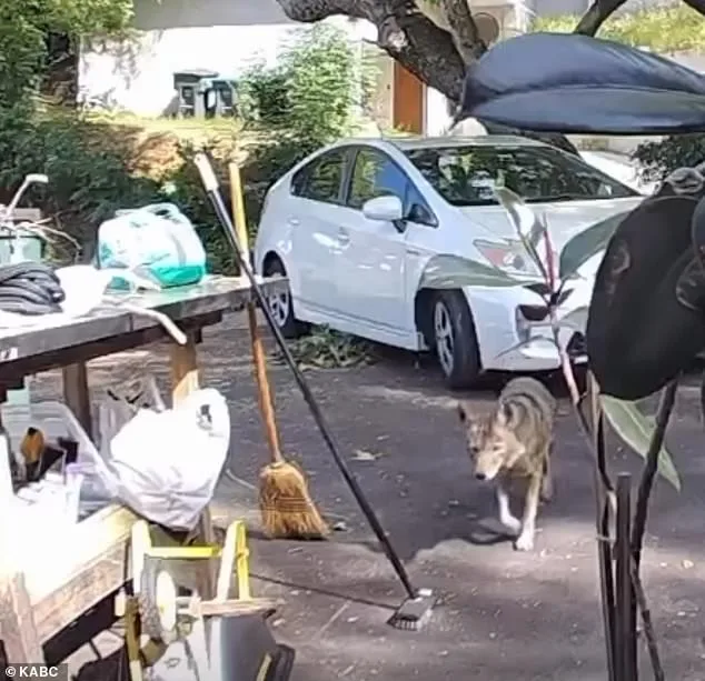 Three-Year-Old's Terrifying Encounter with Coyote in Pasadena Neighborhood
