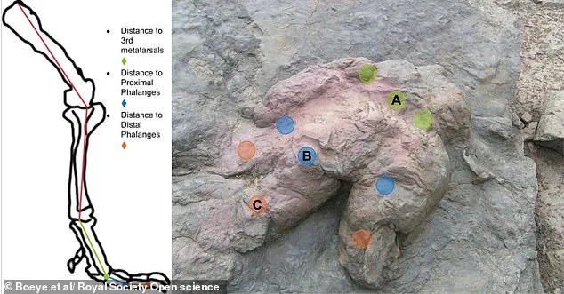 T. Rex May Have Ran on Its Toes, Overturning Hollywood's Dinosaur Icon