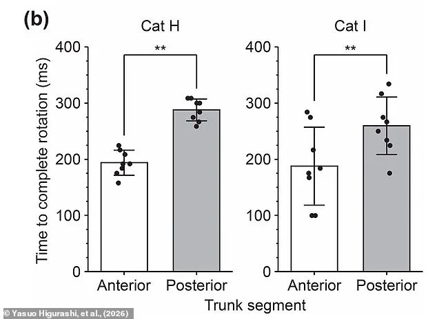 Breakthrough Discovery: Scientists Uncover Feline Spine Secret That Solves Century-Old Mystery of Cats' Mid-Air Landings