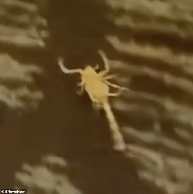 Silver Sevens Hotel Faces Scorpion Crisis as Guests Report Venomous Encounters