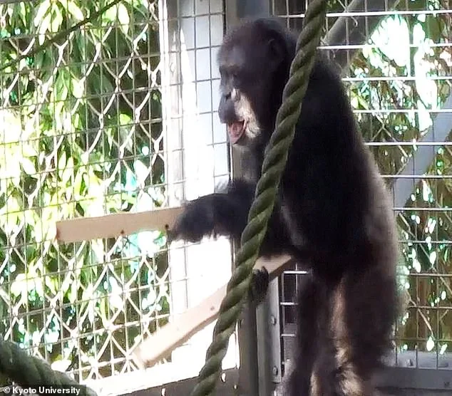 Chimpanzee Ayumu Breaks Boundaries with Groundbreaking Drumming and Singing Display at Kyoto University