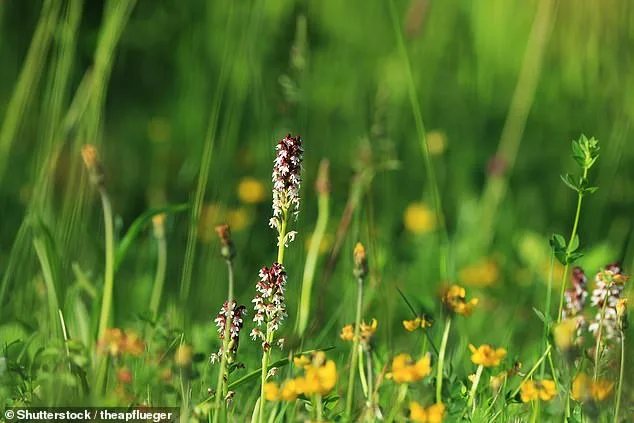 Britain's Wildlife on Brink of Extinction: Study Predicts 196 Plant Species Lost by 2070 Without Action