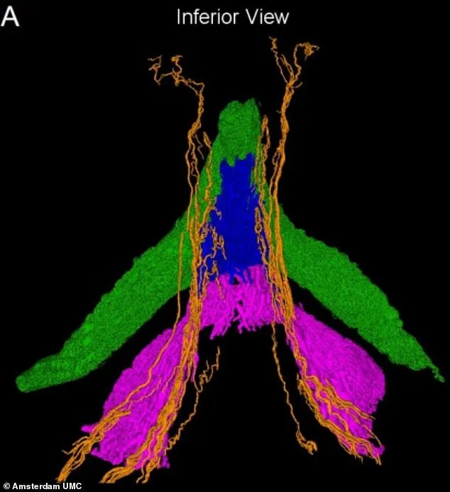 Breakthrough Clitoral Map Reveals Uncharted Nerves, Transforming Sexual Health Understanding