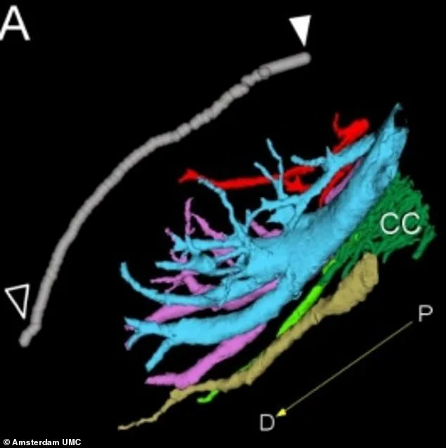 Breakthrough Clitoral Map Reveals Uncharted Nerves, Transforming Sexual Health Understanding