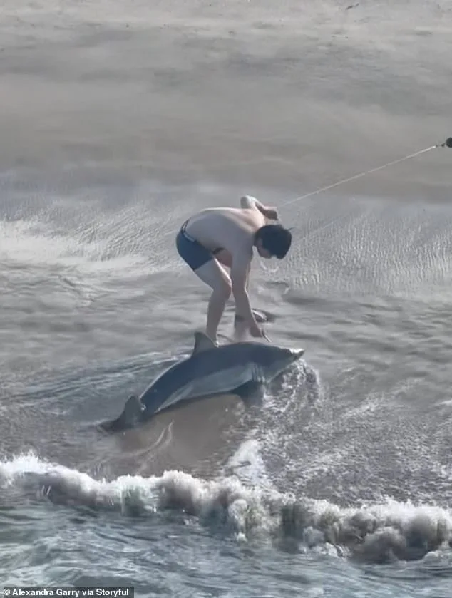 Daring Rescue: Young Fisherman Saves Great White Shark Tangled in Fishing Line at Hermosa Beach Pier