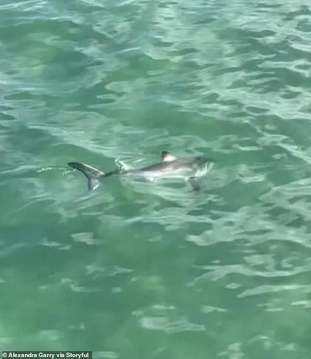 Daring Rescue: Young Fisherman Saves Great White Shark Tangled in Fishing Line at Hermosa Beach Pier
