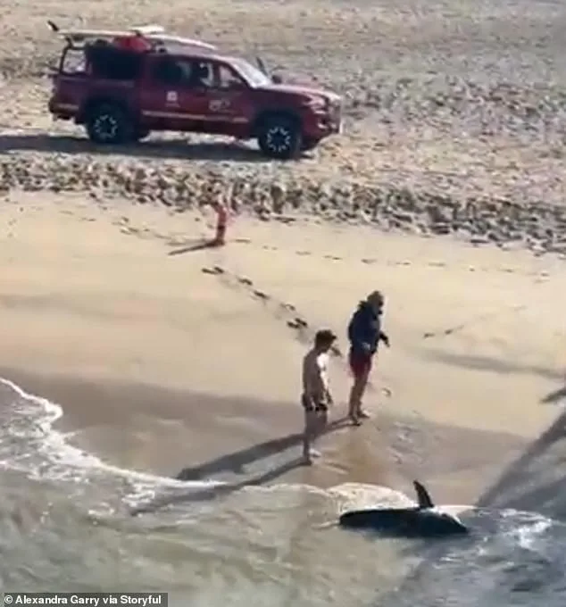 Daring Rescue: Young Fisherman Saves Great White Shark Tangled in Fishing Line at Hermosa Beach Pier