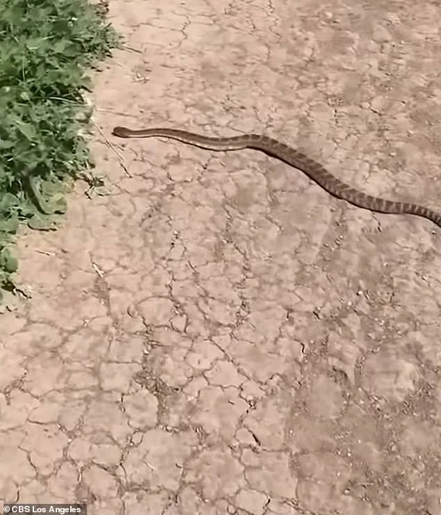 14-Year-Old California Teen Recovers After Rattlesnake Bite During Bike Ride