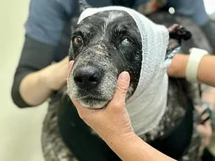 Compassionate Arizona Advocate Rescues Lost Husky in Scorching Desert