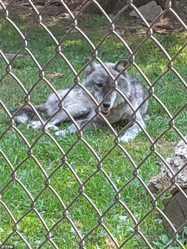 Toddler's Hand Grabbed by Wolf at Hersheypark Zoo; Parents Charged with Neglect