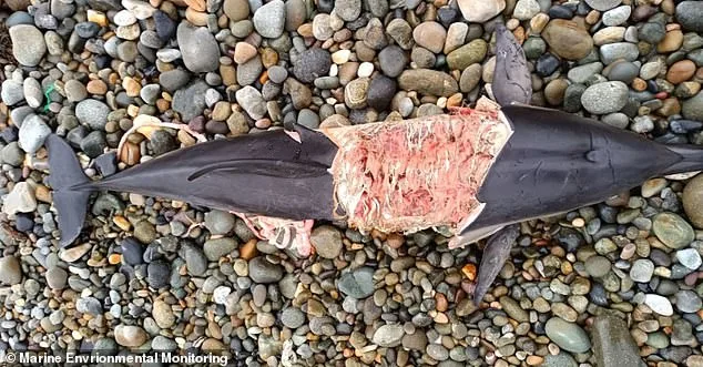 Grey Seals' Alarming Attacks on Dolphins and Porpoises Spark Concern in British Waters