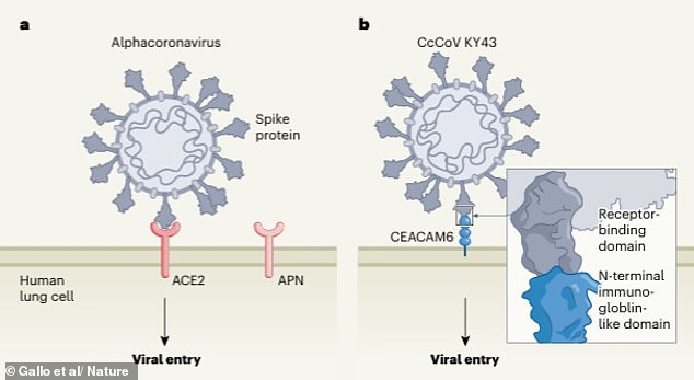 Scientists warn of new bat virus capable of infecting humans.