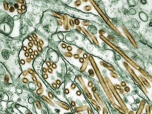 Scientists warn of new bat virus capable of infecting humans.