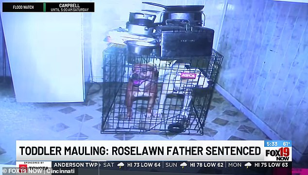 Ohio father sentenced to prison after dogs maul toddler daughter