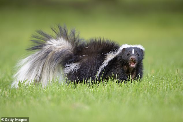Michigan man dies after kidney transplant carries fatal rabies from Idaho donor.