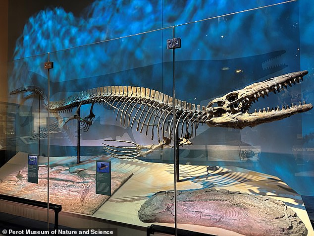 Scientists Unveil 43-Foot Mosasaur 'King' That Ruled Ancient Oceans
