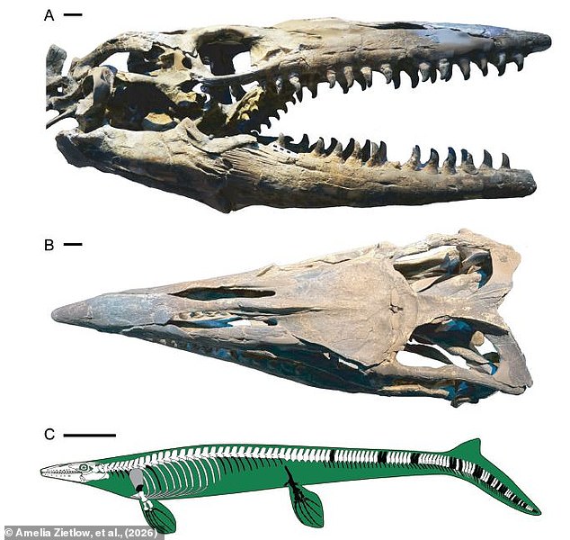 Scientists Unveil 43-Foot Mosasaur 'King' That Ruled Ancient Oceans